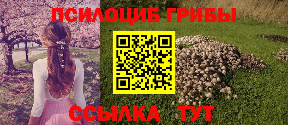 Псилоцибиновые грибы Psilocybe Лабытнанги